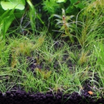 植栽から92日目　ヘアーグラスショート